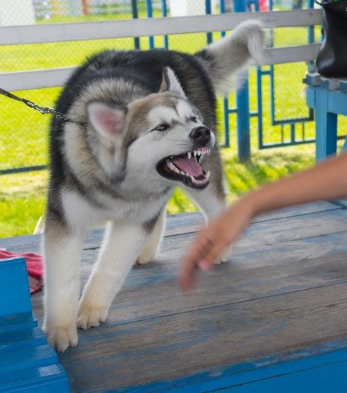 Dog Breeds and Texas Dog Bite Accidents: Is There a Connection?