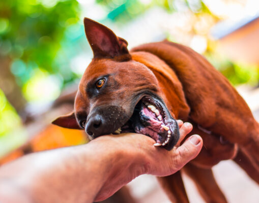 Negligence vs. Strict Liability in Texas Dog Bite Cases