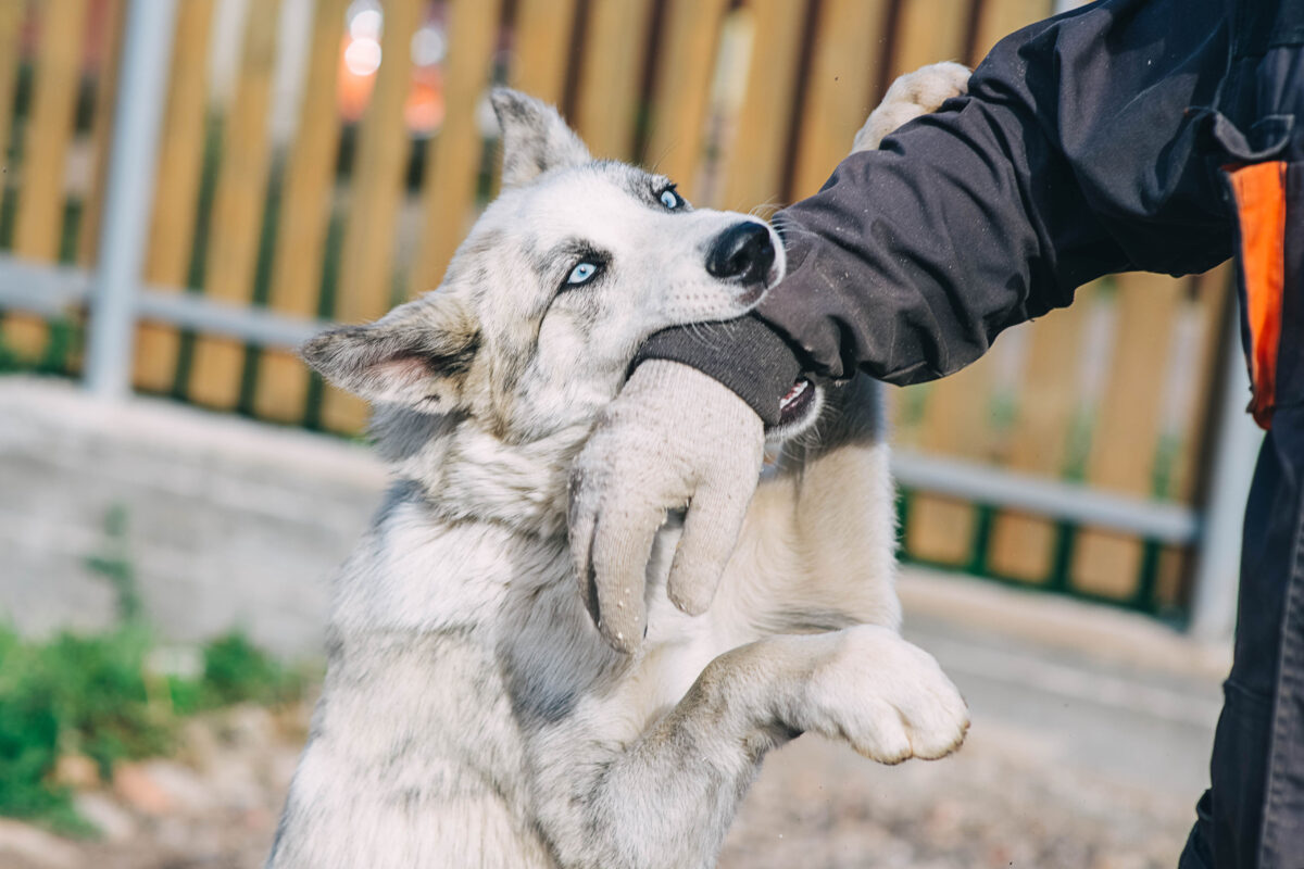 The Role of Animal Control in Texas Dog Bite Cases