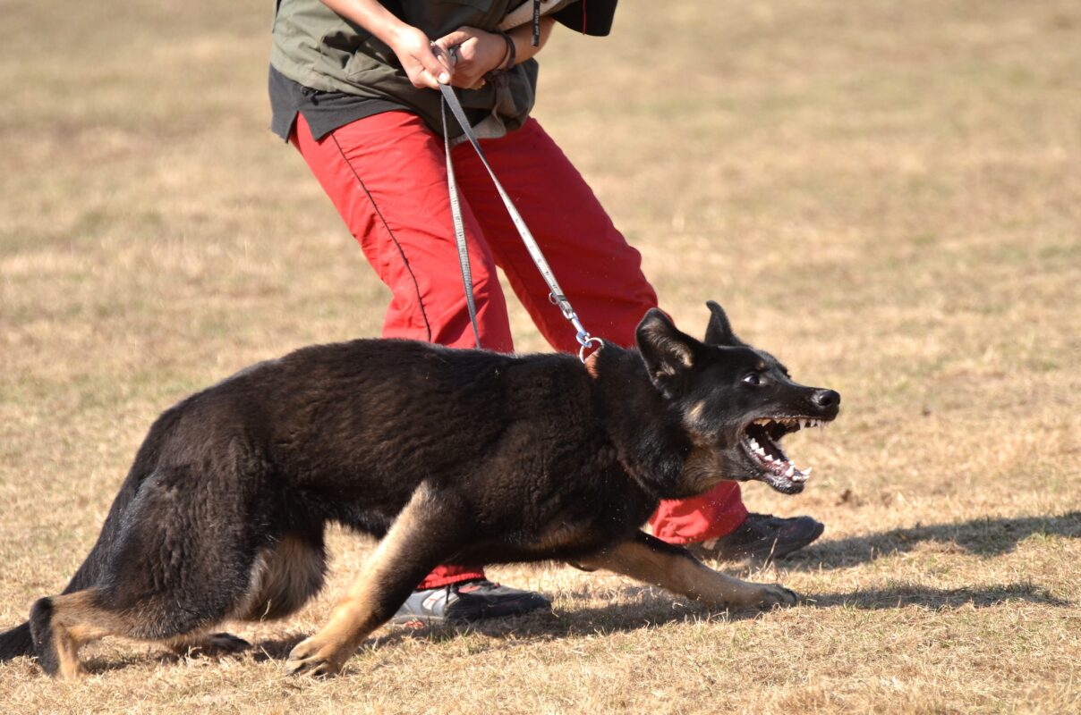 Supporting Dog Bite Victims in Karnes County, Texas: Resources and Assistance