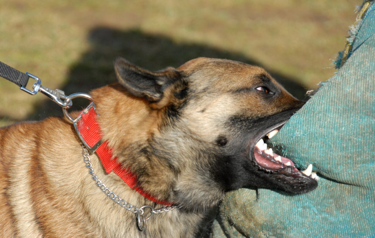 Resolving Dog Bite Cases through Mediation and Settlement in San Antonio, Texas