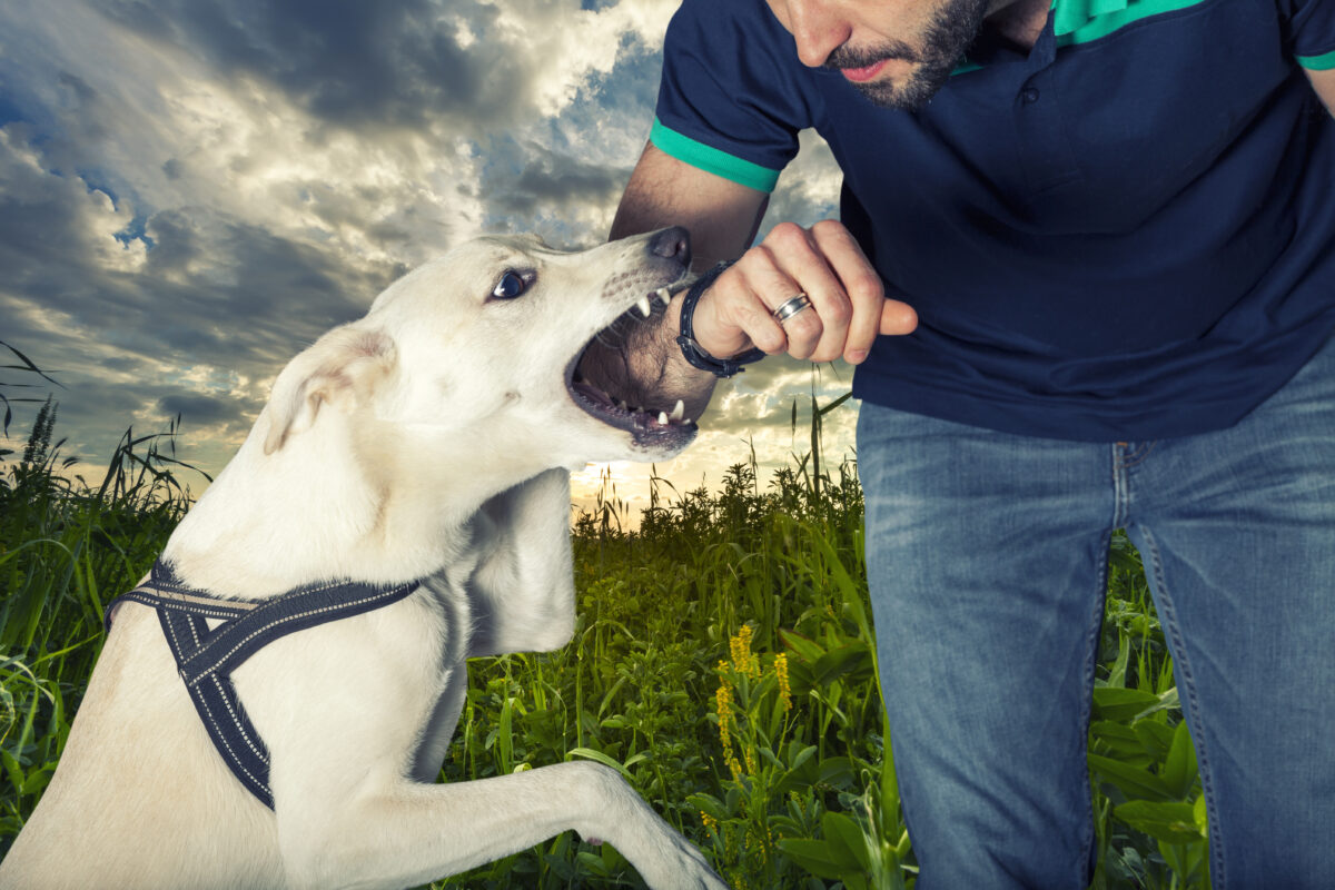 Can a Dog Owner Be Held Liable if Their Dog Bites a Child in Kennedy, Texas?