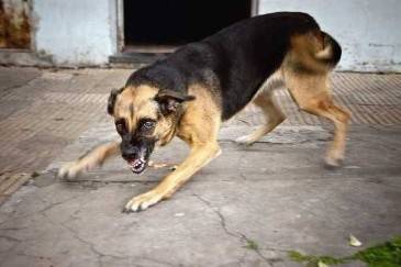 How does Hidalgo County law define a dangerous dog