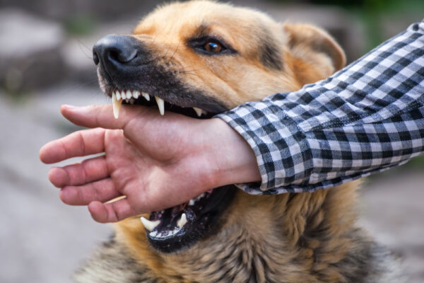 How is liability determined in a Hidalgo County, TX dog bite case?