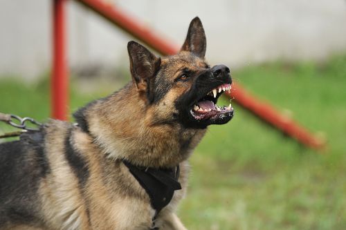 What are the common causes of dog bites in Bexar County TX