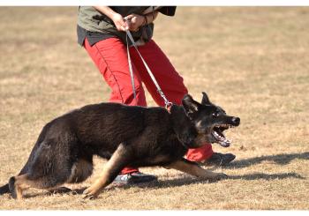 Can a Dog Owner Be Held Liable if Their Dog Bites Another Animal in Texas